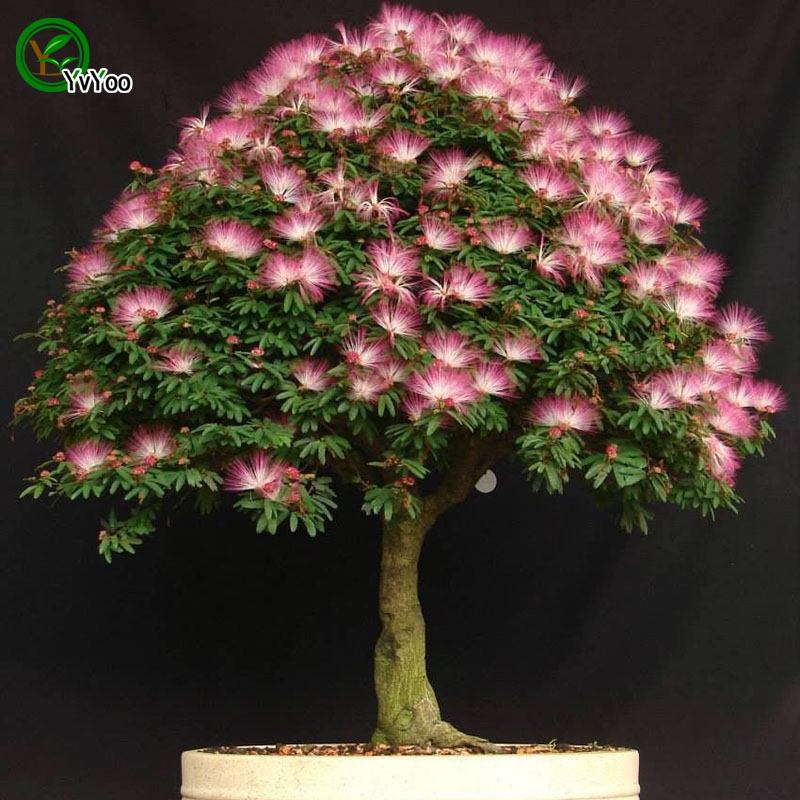 Julibrissin Seeds Bonsai Tree Seeds Very Beautiful Indoor Tree Home Garden plant 20 particles / bag F021
Julibrissin Seeds Bonsai Tree Seeds Very Beautiful Indoor Tree Home Garden plant 20 particles / bag F021
