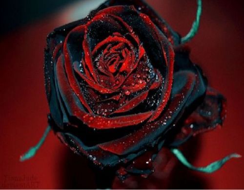 Bonsai flower Rare True Blood Black Rose Flower Amazingly Beautiful Seeds garden decoration plant 20pcs A65
Bonsai flower Rare True Blood Black Rose Flower Amazingly Beautiful Seeds garden decoration plant 20pcs A65