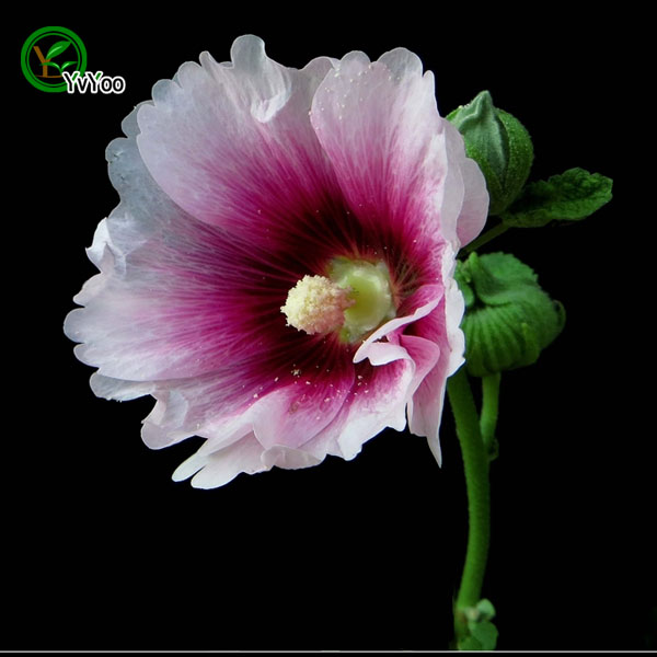 Multi color optional Hollyhock Seeds Bonsai Flower Plant Seeds Very Fragrant 30 Particles / lot Q042
Multi color optional Hollyhock Seeds Bonsai Flower Plant Seeds Very Fragrant 30 Particles / lot Q042