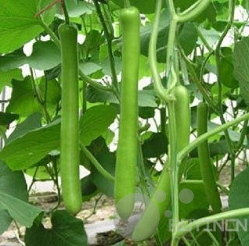 Bonsai plant Club Long Bottle Gourd Seed Vegetable Garden patio yard plants garden decoration plant 10pcs E15
Bonsai plant Club Long Bottle Gourd Seed Vegetable Garden patio yard plants garden decoration plant 10pcs E15