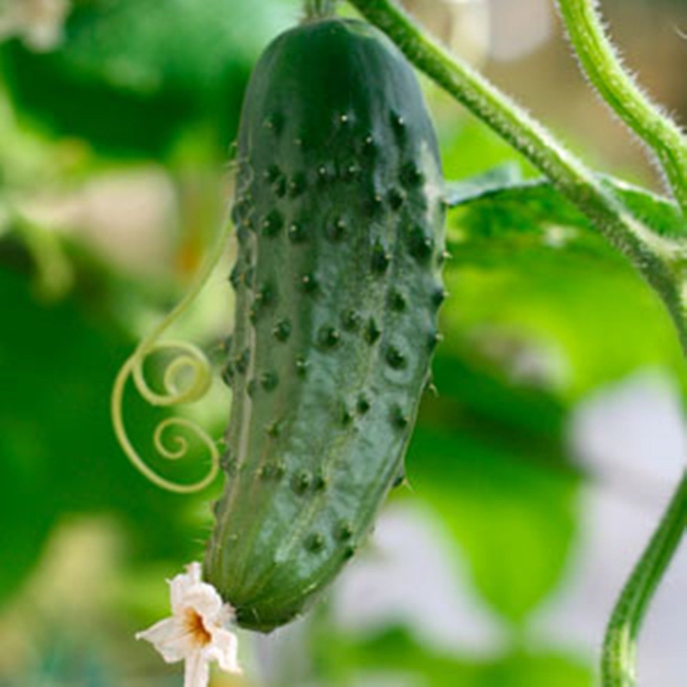Seeds Cucumber Katyusha - F1 Russian Vegetable Seed 30pcs S046
Seeds Cucumber Katyusha - F1 Russian Vegetable Seed 30pcs S046