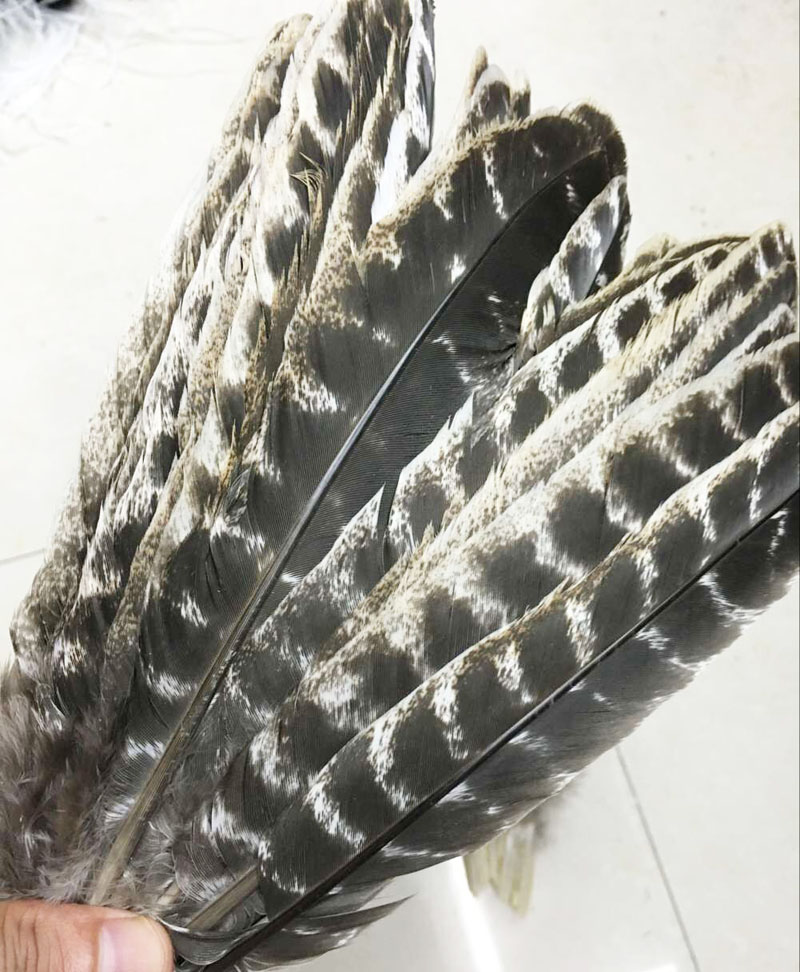 wholesale beautiful precious wild turkey tail feathers 8-12inches / 20-30cm (Many Sizes for You To Choose)