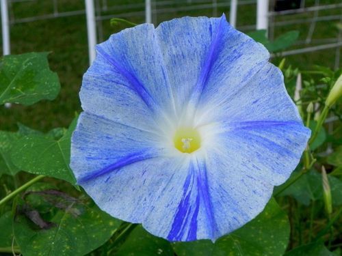 Climbing vine Flying Saucers Ipomoea Tricolor Morning Glory seeds garden decoration flower 20pcs D95
Climbing vine Flying Saucers Ipomoea Tricolor Morning Glory seeds garden decoration flower 20pcs D95