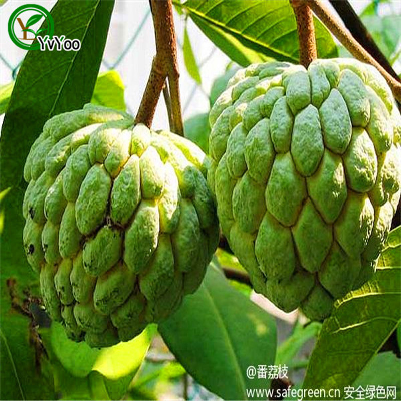 Sugar apple Seeds Organic Fruit Tree Seeds Home Garden Fruit Plant ,Can Be Eaten! 20 pcs G023
Sugar apple Seeds Organic Fruit Tree Seeds Home Garden Fruit Plant ,Can Be Eaten! 20 pcs G023