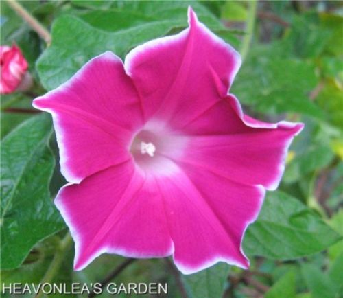 Climbing vine MORNING GLORY RED PICOTEE ANNUAL FLOWER SEEDS *Start Soon* garden decoration flower 20pcs D87
Climbing vine MORNING GLORY RED PICOTEE ANNUAL FLOWER SEEDS *Start Soon* garden decoration flower 20pcs D87