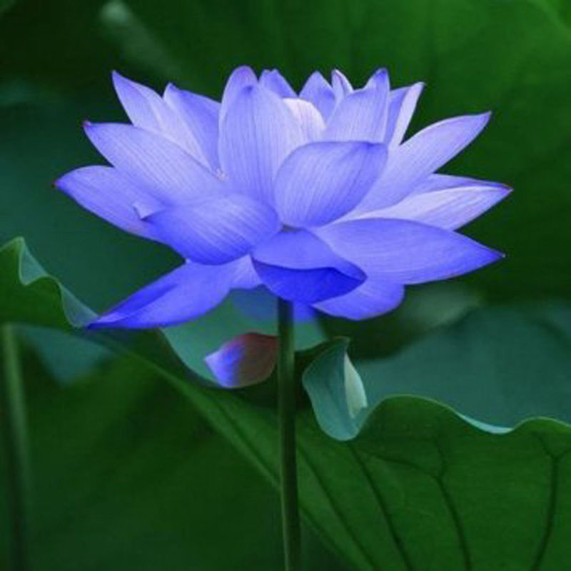 Bowl lotus/water lily flower /Bonsai Lotus seeds /Sapphire Lotus garden decoration plant 10pcs F130
Bowl lotus/water lily flower /Bonsai Lotus seeds /Sapphire Lotus garden decoration plant 10pcs F130