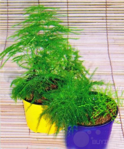 Balcony plant Asparagus setaceus Perennial Bonsai seed Common Asparagus Fern seeds Lace garden decoration plant 6pcs A028
Balcony plant Asparagus setaceus Perennial Bonsai seed Common Asparagus Fern seeds Lace garden decoration plant 6pcs A028