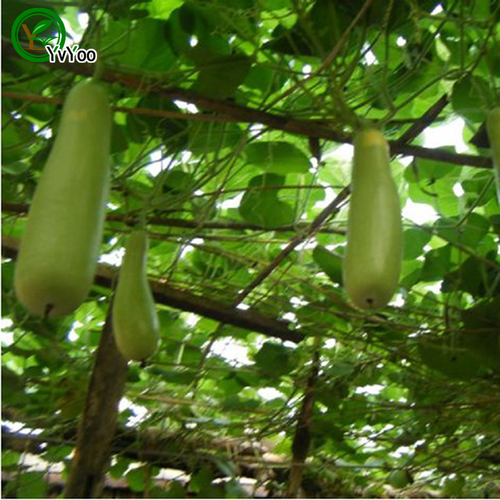 Bottle Gourd Seeds New Arrival Bonsai Organic Vegetable Seeds for Home Garden 6 particles / bag H11
Bottle Gourd Seeds New Arrival Bonsai Organic Vegetable Seeds for Home Garden 6 particles / bag H11