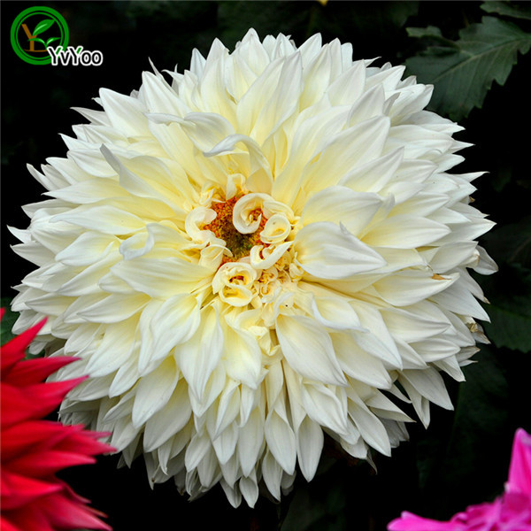 White Dahlia Seeds Flower Pot Planters Garden Bonsai Flower Seed 30 Particles / lot L090
White Dahlia Seeds Flower Pot Planters Garden Bonsai Flower Seed 30 Particles / lot L090