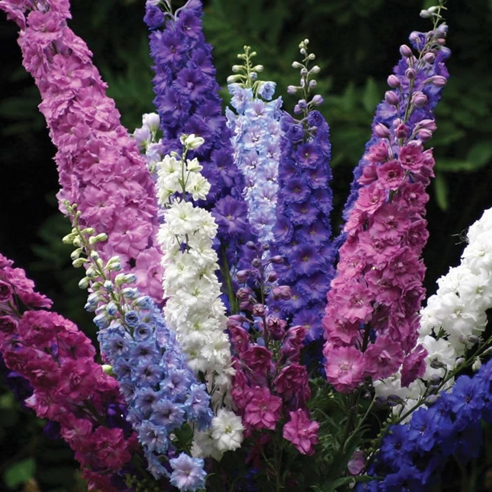 Flower - Mix Delphinium flower seeds Magic Fountains garden decoration flower 30pcs E06
Flower - Mix Delphinium flower seeds Magic Fountains garden decoration flower 30pcs E06
