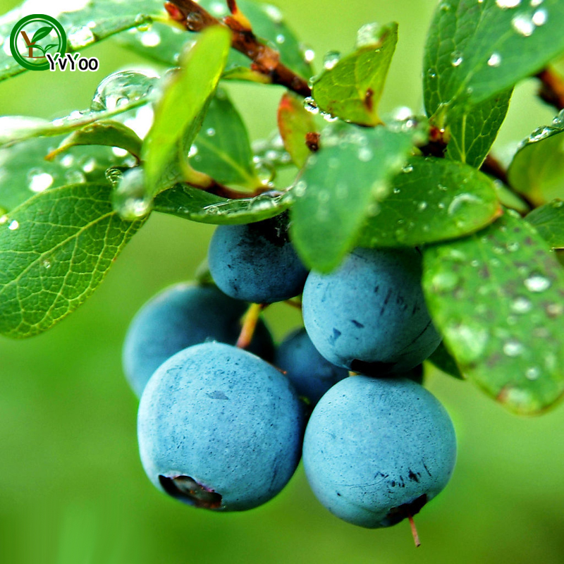 Rich nutrition Blueberry seeds Delicious Fruit Mini Potted Fruit Tree Seeds Interesting Bonsai Plant 30 Particles / lot b005
Rich nutrition Blueberry seeds Delicious Fruit Mini Potted Fruit Tree Seeds Interesting Bonsai Plant 30 Particles / lot b005