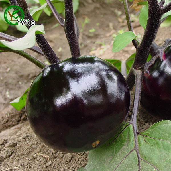 Round Eggplant Seeds New Arrival Bonsai Organic Vegetable Seeds for Home Garden 50 particles / bag K018
Round Eggplant Seeds New Arrival Bonsai Organic Vegetable Seeds for Home Garden 50 particles / bag K018