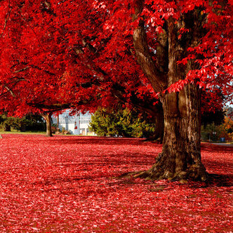 20 particles Beautiful Japanese Red Maple Seeds bonsai tree 100% true seed in-kind shooting home garden plant
20 particles Beautiful Japanese Red Maple Seeds bonsai tree 100% true seed in-kind shooting home garden plant