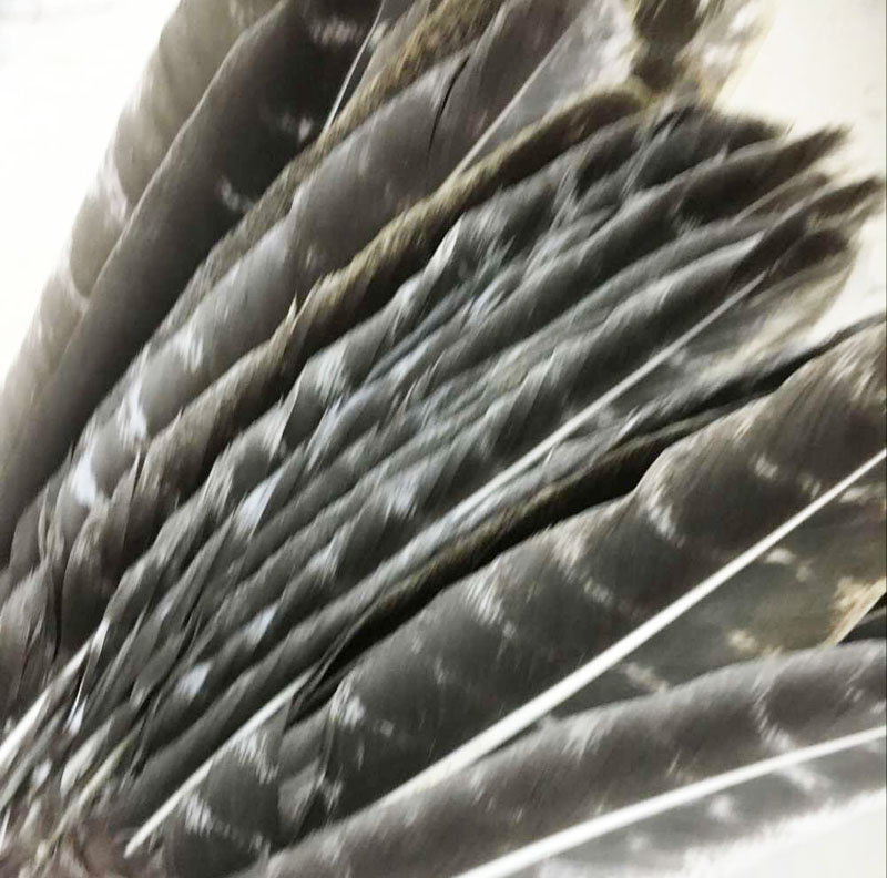 wholesale beautiful precious wild turkey tail feathers 8-12inches / 20-30cm (Many Sizes for You To Choose)