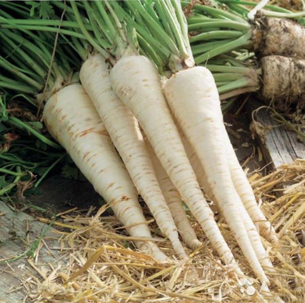 Radish Seeds Root Parsley Sakhamaya - Sugar Organic Russian Herb Spices Seed 50pcs S058
Radish Seeds Root Parsley Sakhamaya - Sugar Organic Russian Herb Spices Seed 50pcs S058