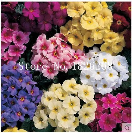Verbena seeds Climbing vine flower seeds Primula flower seeds fairy garden flower 30pcs
Verbena seeds Climbing vine flower seeds Primula flower seeds fairy garden flower 30pcs