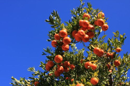 TANGERINE Mandarin Orange seeds Citrus Fruit Tree Seeds garden decoration plant 30pcs D11
TANGERINE Mandarin Orange seeds Citrus Fruit Tree Seeds garden decoration plant 30pcs D11