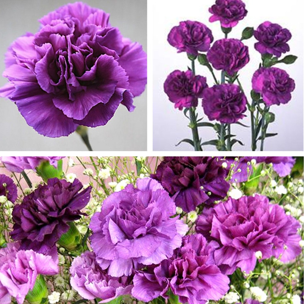 Magenta Carnation Caryophyllus Flower Seeds garden decoration 20 pcs A025
Magenta Carnation Caryophyllus Flower Seeds garden decoration 20 pcs A025