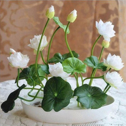Multicolor lotus seeds hydroponic plants aquatic flowers mini water lily garden decoration plant 10pcs F124
Multicolor lotus seeds hydroponic plants aquatic flowers mini water lily garden decoration plant 10pcs F124