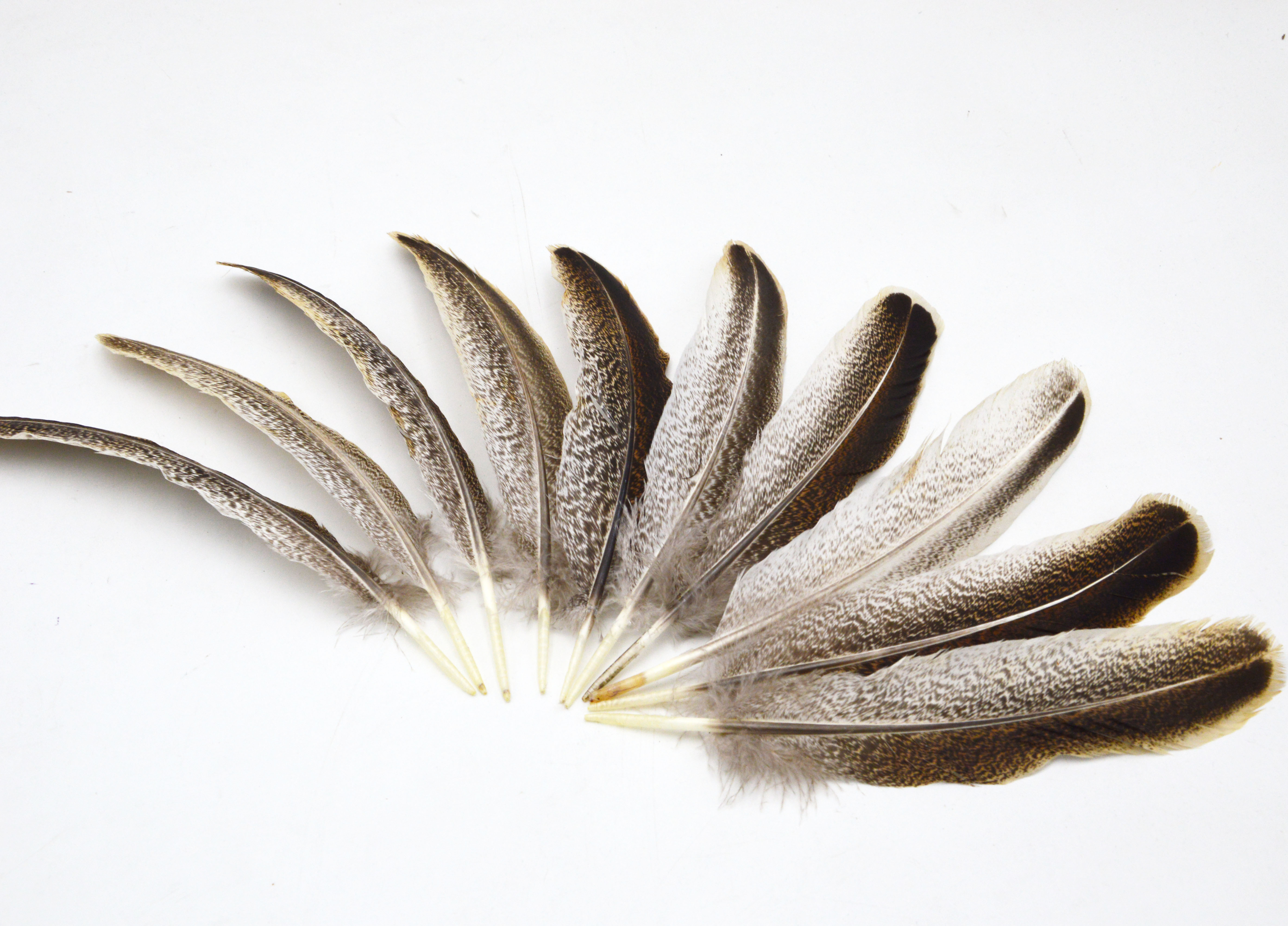 wholesale beautiful precious wild turkey tail feathers 8-12inches / 20-30cm (Many Sizes for You To Choose)