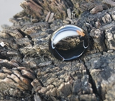 Manual sculpture natural black and blue and white agate rings (inner diameter) 18 to 20 mm
Manual sculpture natural black and blue and white agate rings (inner diameter) 18 to 20 mm