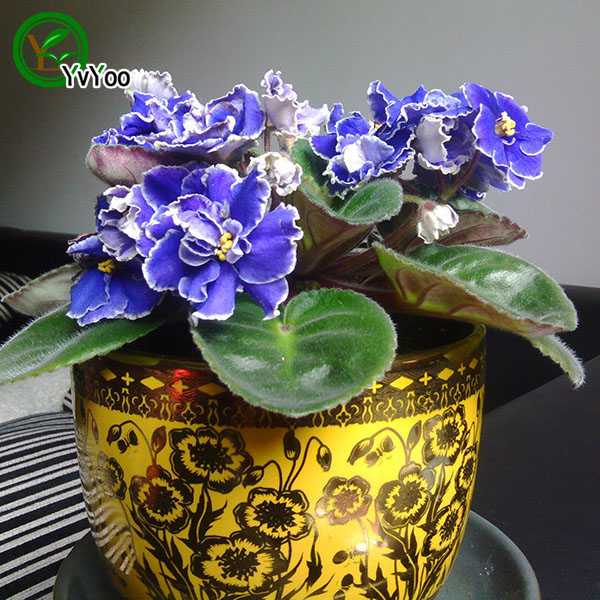 Multi color optional Violet Seeds Bonsai Balcony Flower Potted Seeds DIY Home Garden 50 Particles / lot E022
Multi color optional Violet Seeds Bonsai Balcony Flower Potted Seeds DIY Home Garden 50 Particles / lot E022