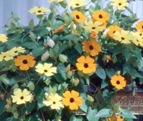 15pcs / bag climbing vine plants seeds,Thunbergia alata can bring good luck Bonsai plants Seeds
15pcs / bag climbing vine plants seeds,Thunbergia alata can bring good luck Bonsai plants Seeds