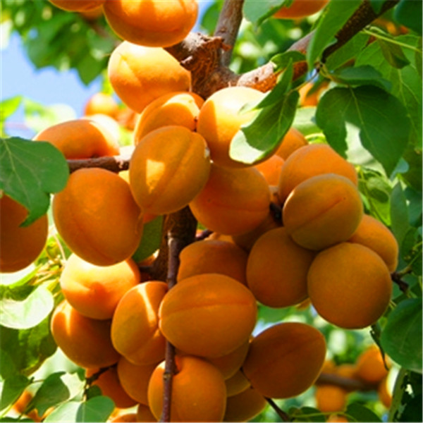 Rare Apricot tree Seeds Organic Fruit Apricot tree Tree Seeds Home Garden Fruit Plant 5pcs Bonsai Seeds ,Can Be Eaten! A029
Rare Apricot tree Seeds Organic Fruit Apricot tree Tree Seeds Home Garden Fruit Plant 5pcs Bonsai Seeds ,Can Be Eaten! A029
