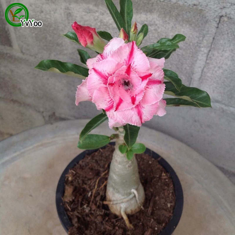 Desert rose seeds Bonsai Flower Plant Seeds Very Fragrant 5 Particles / lot b015 от DHgate WW