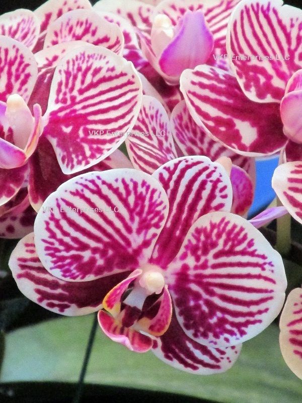 Phalaenopsis Moth Orchid Flower Seed Grown Pink With White Stripes garden decoration plant 20pcs F64
Phalaenopsis Moth Orchid Flower Seed Grown Pink With White Stripes garden decoration plant 20pcs F64