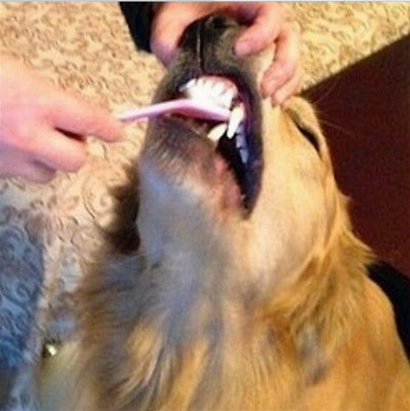 Dog Grooming Dental Toothbrush Pet Puppy Cat Supplies Color Random Delivered