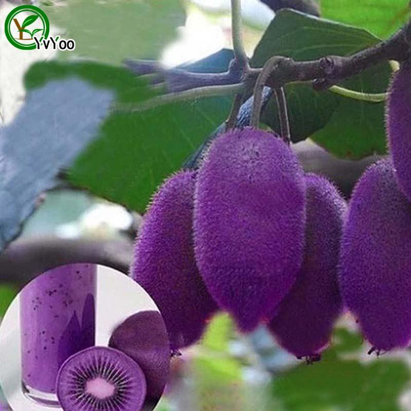 100 particles / bag Purple Kiwi Seeds Nutritious and Delicious Fruit Seeds DIY Home Bonsai Tree 100 Particles / lot t003
100 particles / bag Purple Kiwi Seeds Nutritious and Delicious Fruit Seeds DIY Home Bonsai Tree 100 Particles / lot t003
