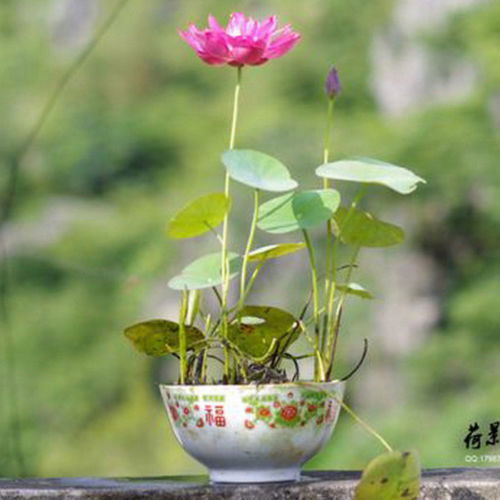 pink color /Bowl lotus/water lily flower /bonsai Lotus seeds garden decoration plant 10pcs F127
pink color /Bowl lotus/water lily flower /bonsai Lotus seeds garden decoration plant 10pcs F127