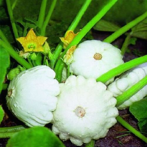 Pumpkin seeds Vegetable - Summer Squash seeds Custard White garden decoration plant 20pcs A62
Pumpkin seeds Vegetable - Summer Squash seeds Custard White garden decoration plant 20pcs A62