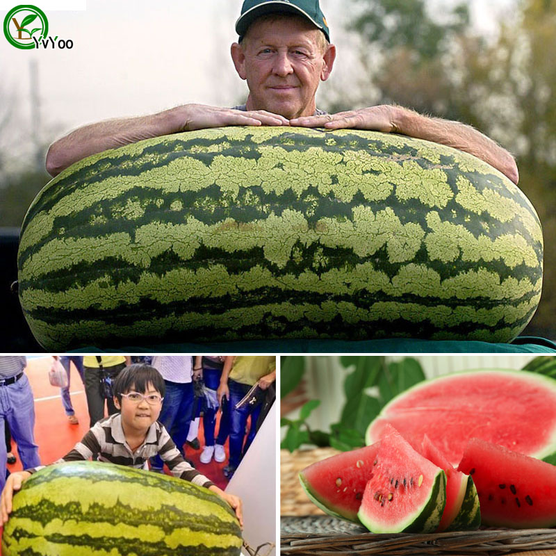 Giant watermelon Seeds Delicious Fruit Mini Potted Fruit Tree Seeds Interesting Bonsai Plant 30 Particle F011
Giant watermelon Seeds Delicious Fruit Mini Potted Fruit Tree Seeds Interesting Bonsai Plant 30 Particle F011