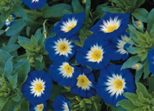 ANNUAL FLOWER GARDEN SEEDS - MORNING GLORY FLOWER SEEDS - "ENSIGN ROYAL" DWARF VINE F04 40PCS
ANNUAL FLOWER GARDEN SEEDS - MORNING GLORY FLOWER SEEDS - "ENSIGN ROYAL" DWARF VINE F04 40PCS