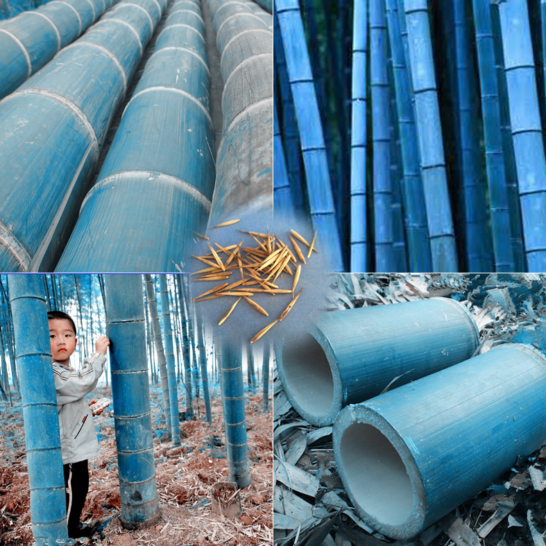 40 pcs/bag rare blue bamboo seeds, decorative garden, herb planter bambu tree seeds for diy home garden send gift
40 pcs/bag rare blue bamboo seeds, decorative garden, herb planter bambu tree seeds for diy home garden send gift