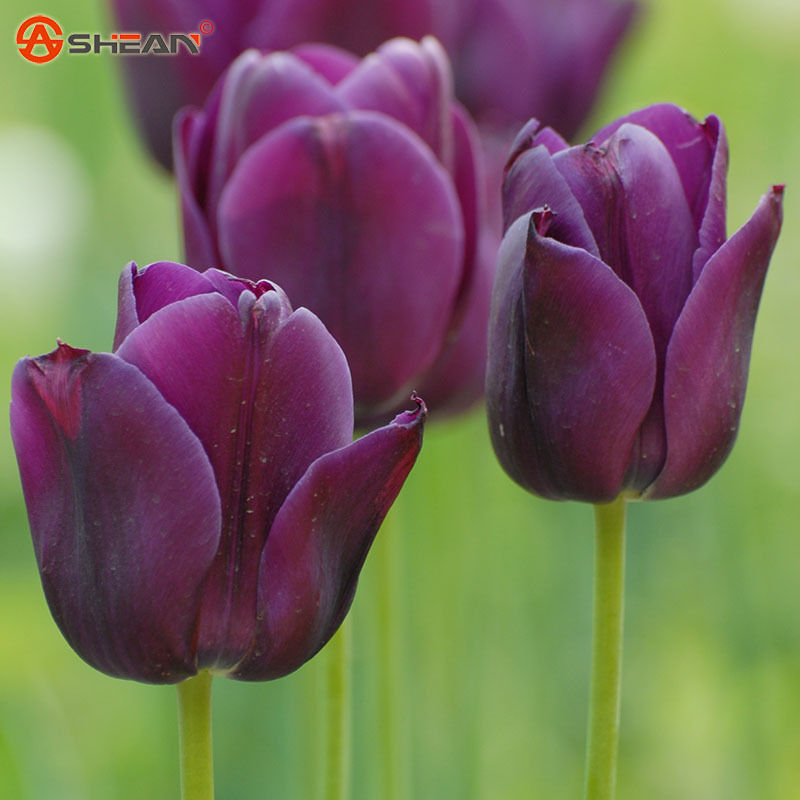 wholesale100 Bonsai Flower Purple Tulip Seeds Potted Indoor and Outdoor Floweringplant bonsai
wholesale100 Bonsai Flower Purple Tulip Seeds Potted Indoor and Outdoor Floweringplant bonsai