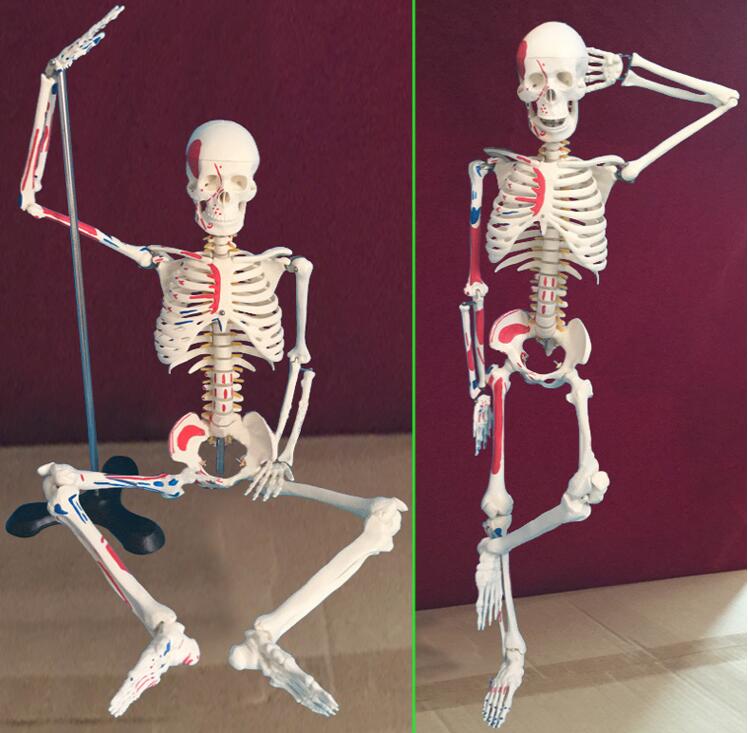 wholesale Colorful human skeleton with muscle starting and ending point and neurology teaching model 85cm mannequins 1PC C005
wholesale Colorful human skeleton with muscle starting and ending point and neurology teaching model 85cm mannequins 1PC C005