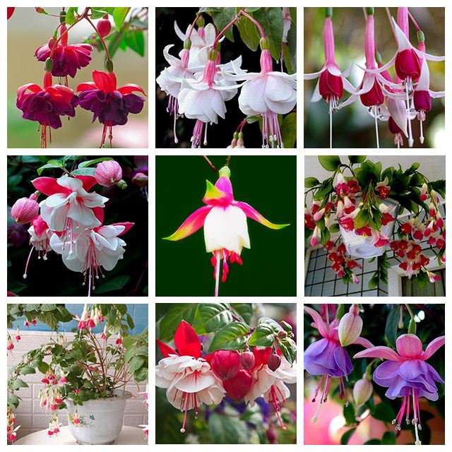 9 Kinds of Fuchsia Perennial Flower Seeds Can be Choose Potted Flowers DIY Planting Flowers Bell Flower Seeds - 100 PCS
9 Kinds of Fuchsia Perennial Flower Seeds Can be Choose Potted Flowers DIY Planting Flowers Bell Flower Seeds - 100 PCS