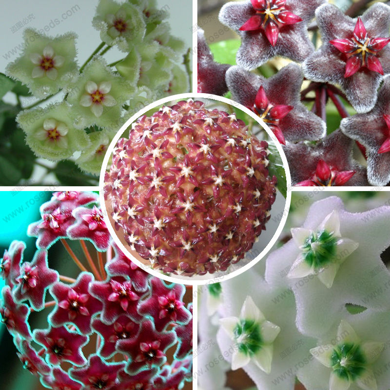 wholesalePromo! Hoya seeds, variety complete Hoya carnosa seeds 100 particles / bagplant bonsai
wholesalePromo! Hoya seeds, variety complete Hoya carnosa seeds 100 particles / bagplant bonsai