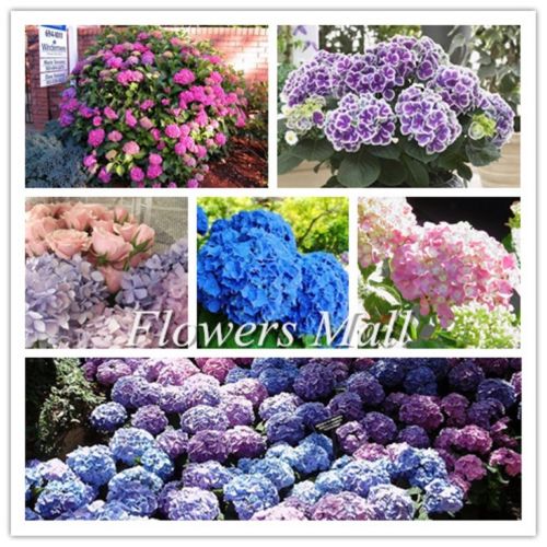 wholesale300PCS Mix Hydrangea Seeds Flowers Garden Plant Bonsai Viburnum macrocephalumbonsai plant garden
wholesale300PCS Mix Hydrangea Seeds Flowers Garden Plant Bonsai Viburnum macrocephalumbonsai plant garden