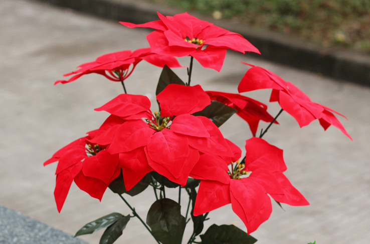 artificial flower Ou silk flowers false blossom 7 flowers Christmas flower artificial poinsettias pot culture, Red
artificial flower Ou silk flowers false blossom 7 flowers Christmas flower artificial poinsettias pot culture, Red