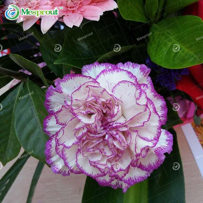 100PCS White Purple Edge Carnation Seeds Balcony Potted Courtyard Garden Plants Seeds Dianthus Caryophyllus Flower Seeds
100PCS White Purple Edge Carnation Seeds Balcony Potted Courtyard Garden Plants Seeds Dianthus Caryophyllus Flower Seeds