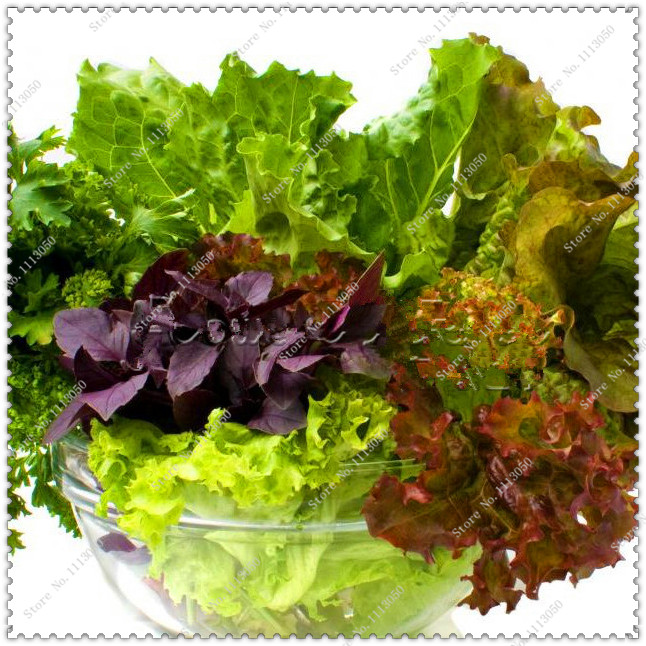 200pcs/bag NON-GMO Mixed Lettuce Seeds Healthy Vegetable seeds,bonsai plant home garden
200pcs/bag NON-GMO Mixed Lettuce Seeds Healthy Vegetable seeds,bonsai plant home garden
