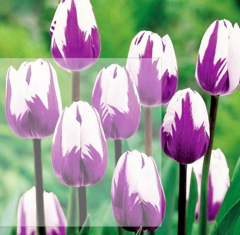 2pcs HOT Rainbow Tulip Seeds Rare Flowers Seeds Perennial Bonsai Plant Gift For Home Garden Courtyard Beautify FREE SHIPPING
2pcs HOT Rainbow Tulip Seeds Rare Flowers Seeds Perennial Bonsai Plant Gift For Home Garden Courtyard Beautify FREE SHIPPING