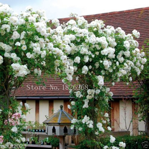 Mix Climbing Rose Seeds Bonsai Balcony Flower Potted Seeds DIY Home Garden 50 Particles / lot P012
Mix Climbing Rose Seeds Bonsai Balcony Flower Potted Seeds DIY Home Garden 50 Particles / lot P012