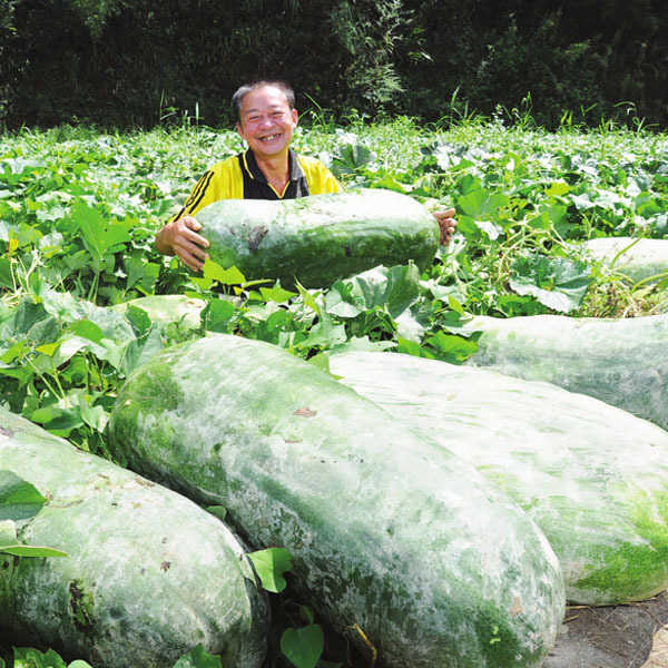 china waxgourd,Big melon seeds,Color packaging seeds 30seeds/bag fruit seeds for home Vegetable Seeds
china waxgourd,Big melon seeds,Color packaging seeds 30seeds/bag fruit seeds for home Vegetable Seeds