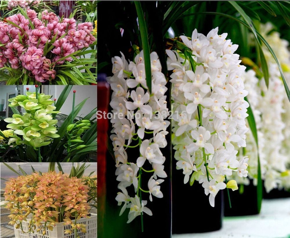wholesale100 Pcs Chinese cymbidium Seed balcony seeds bonsai 8 kinds garden flower orchidplant bonsai
wholesale100 Pcs Chinese cymbidium Seed balcony seeds bonsai 8 kinds garden flower orchidplant bonsai