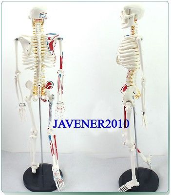 Wholesale- 85cm Human Anatomical Anatomy Skeleton Model Muscle +Stand Fexible, As pic
Wholesale- 85cm Human Anatomical Anatomy Skeleton Model Muscle +Stand Fexible, As pic